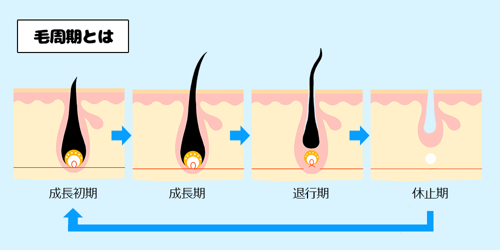 ワックス脱毛後の毛が生えてくるタイミングは？